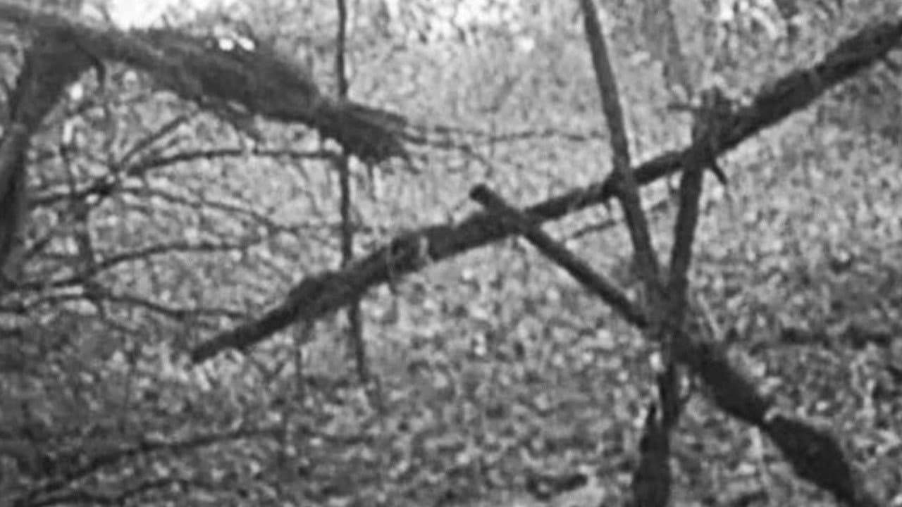 Backdrop of The Blair Witch Project