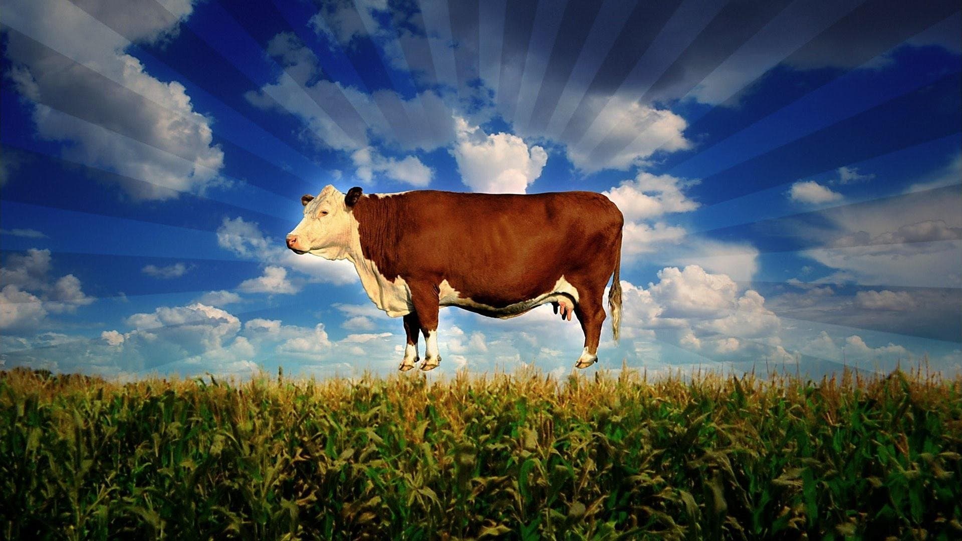 Backdrop of Food, Inc.