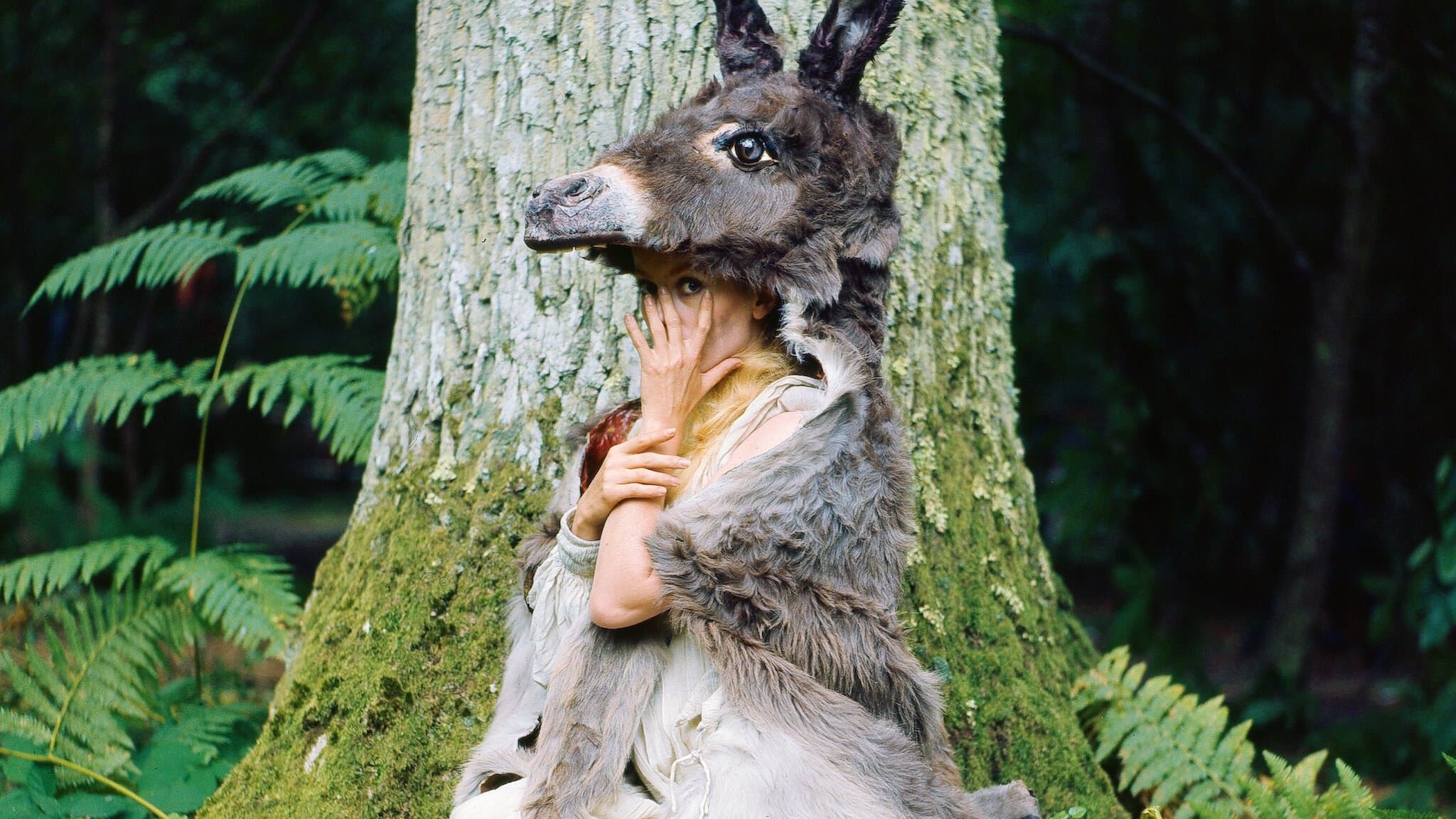 Backdrop of Donkey Skin