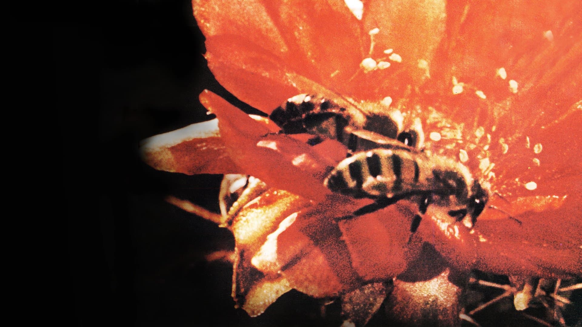 Backdrop of Secrets of Life