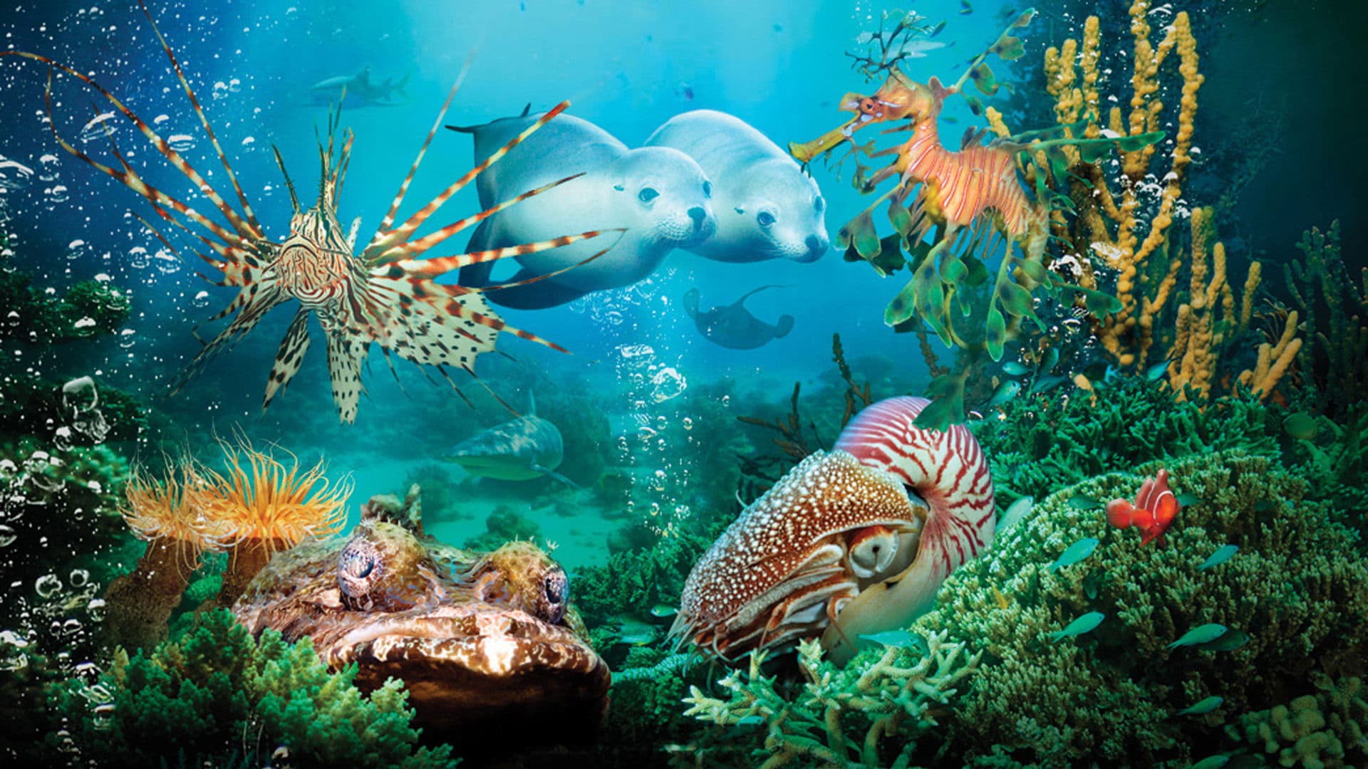 Backdrop of Under the Sea 3D