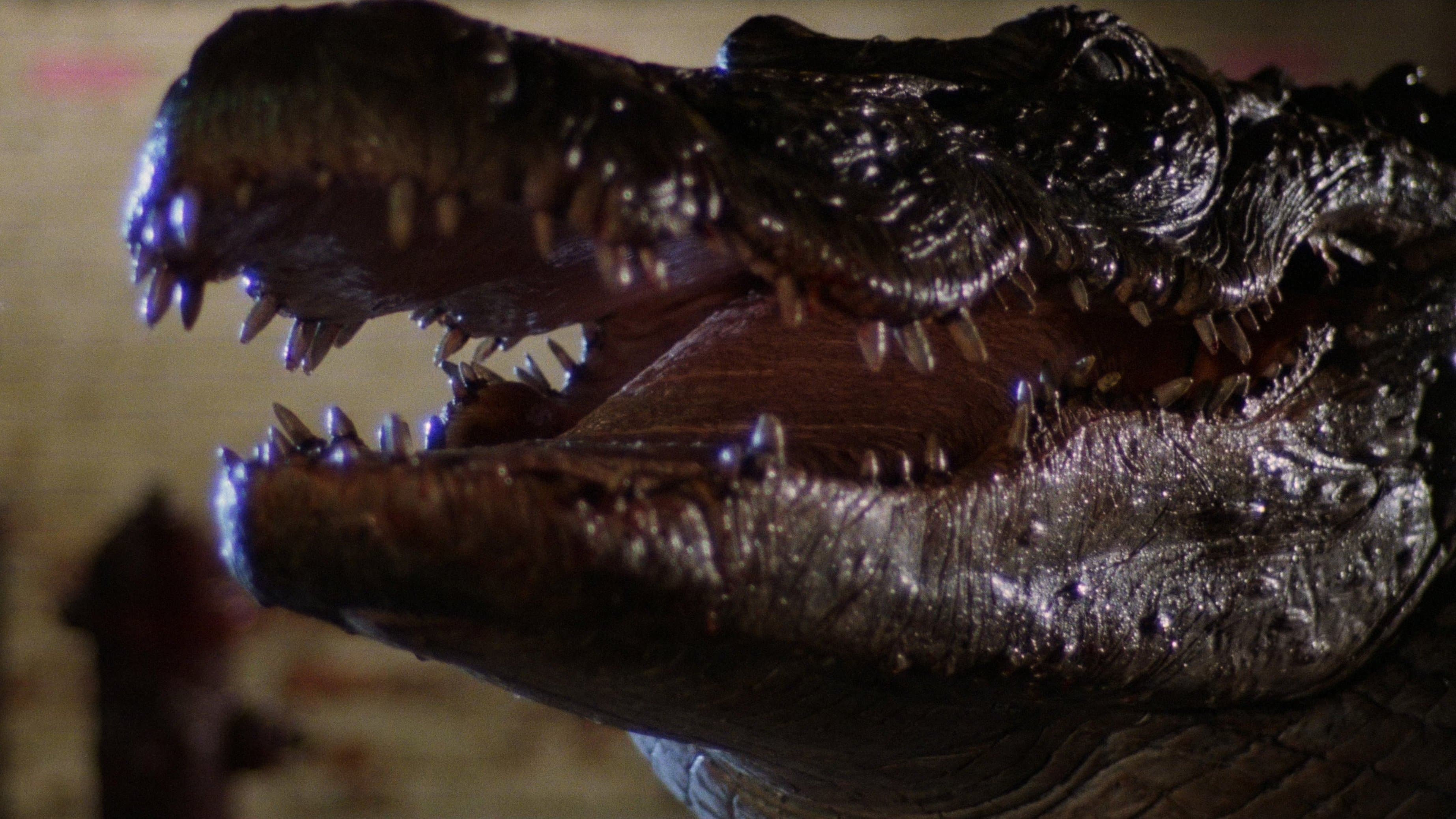 Backdrop of Alligator