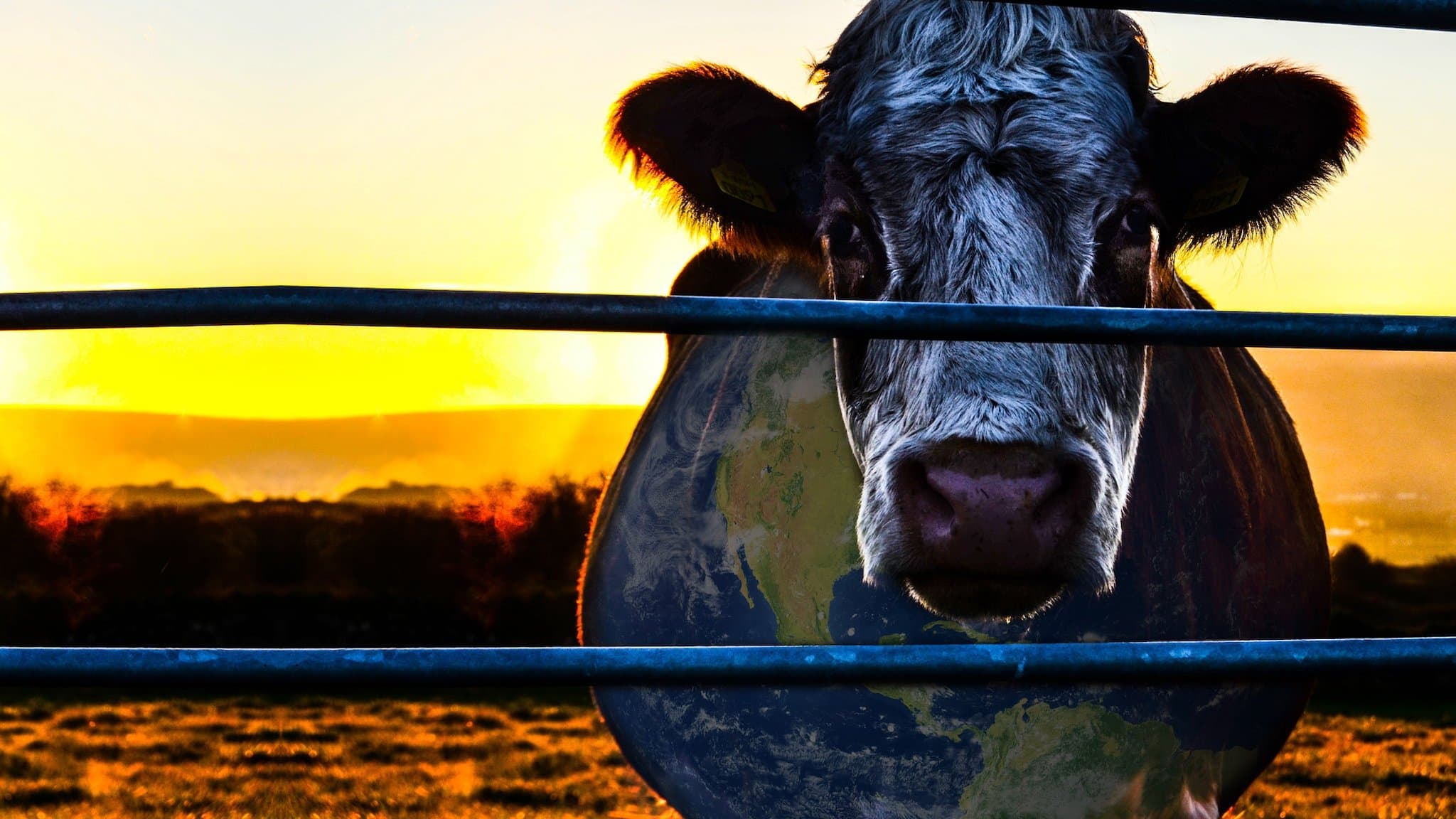 Backdrop of Cowspiracy: The Sustainability Secret
