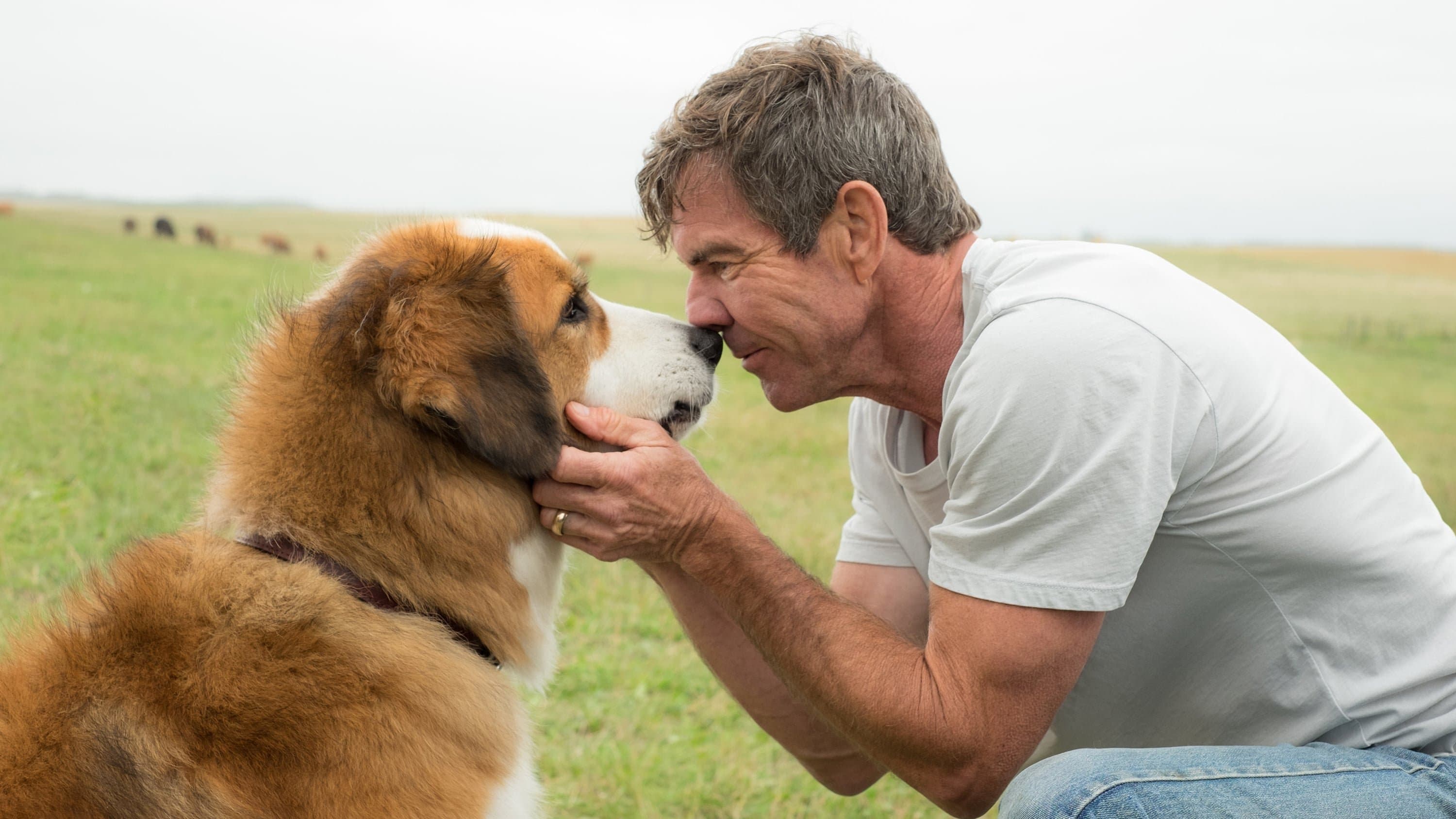 Backdrop of A Dog's Purpose Collection