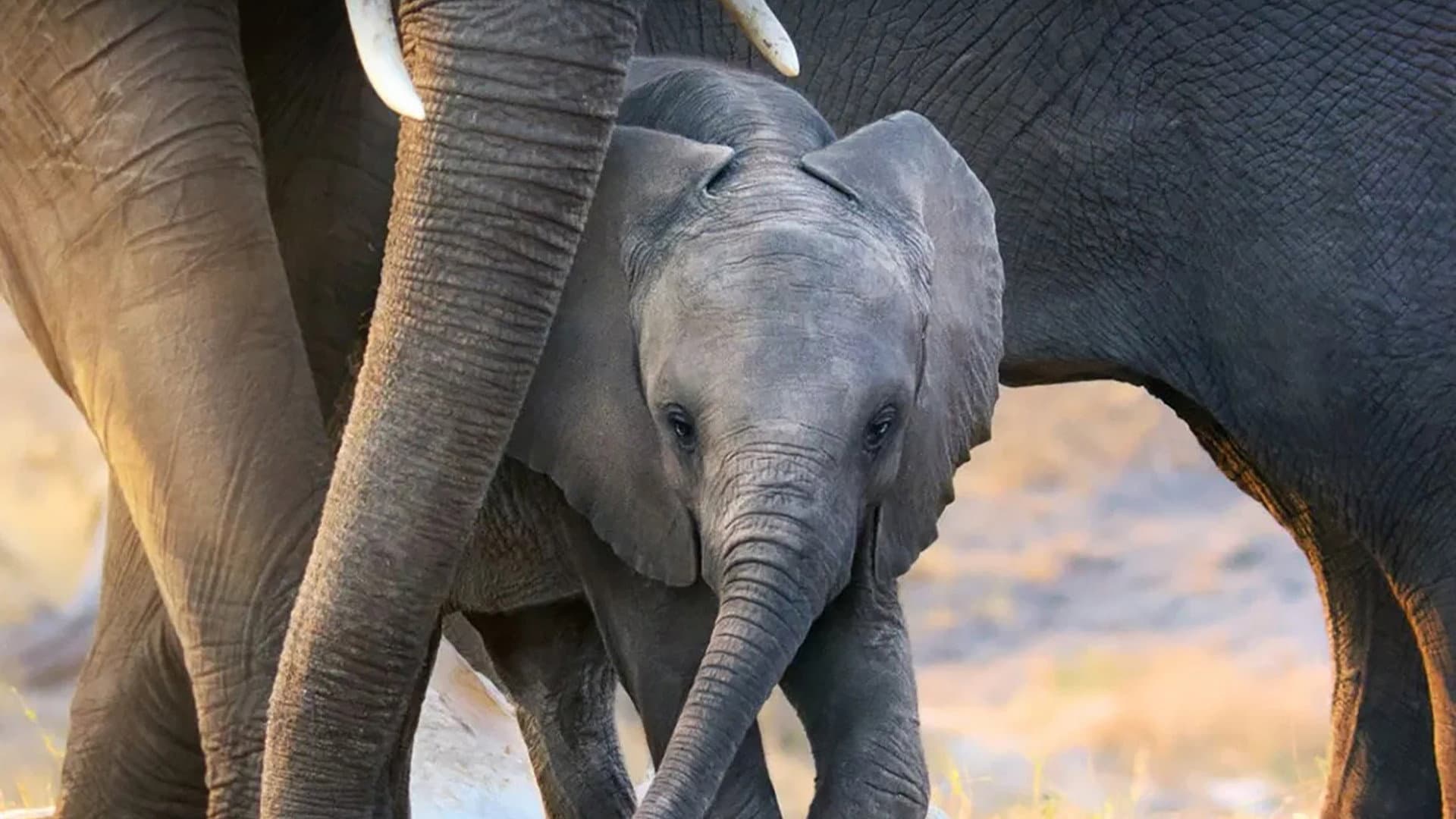 Backdrop of Elephant