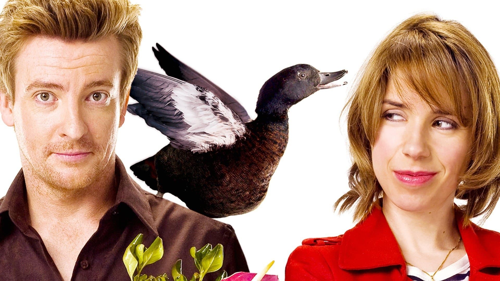 Backdrop of Love Birds
