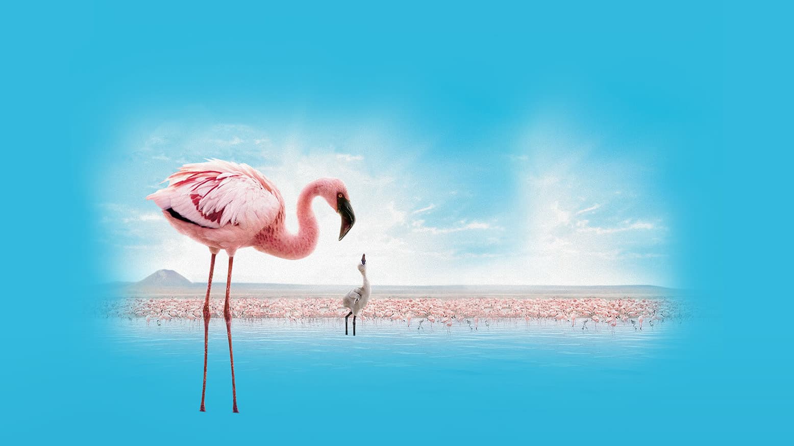 Backdrop of The Crimson Wing: Mystery of the Flamingos