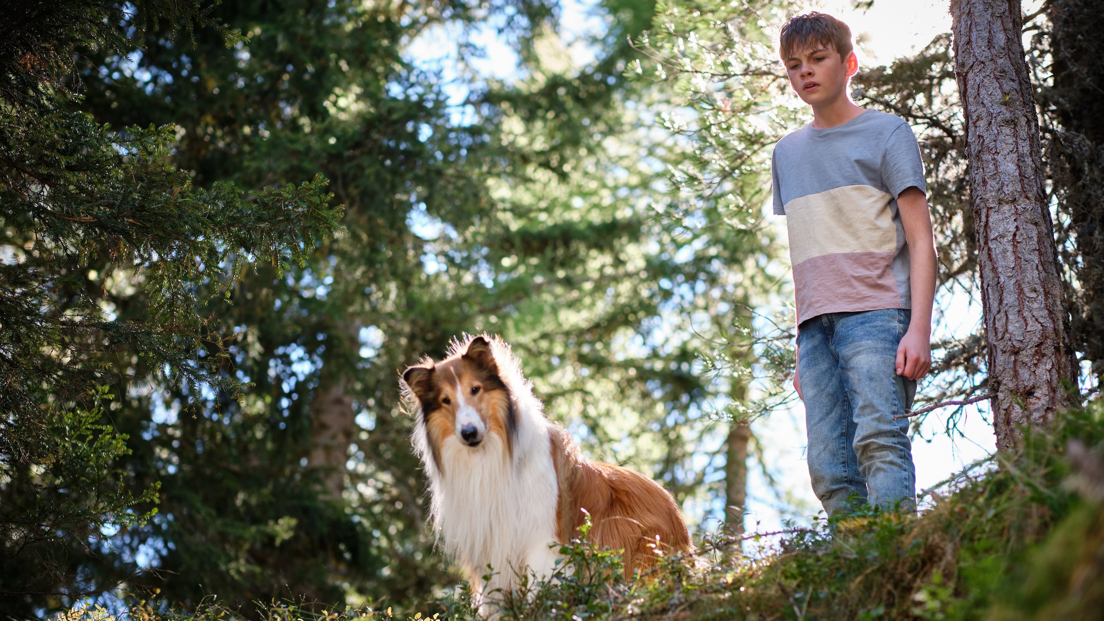 Backdrop of Lassie: A New Adventure