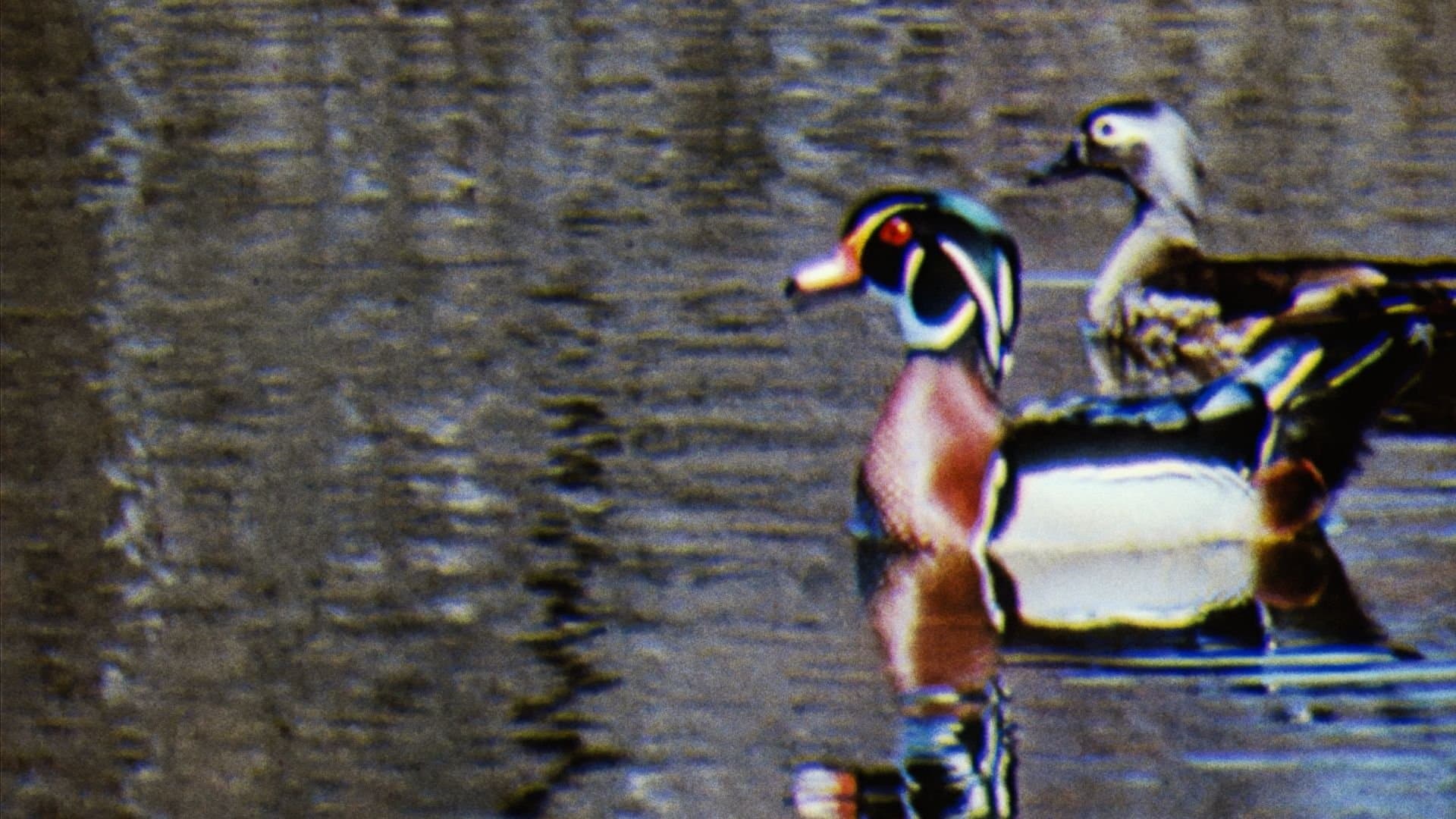 Backdrop of Water Birds