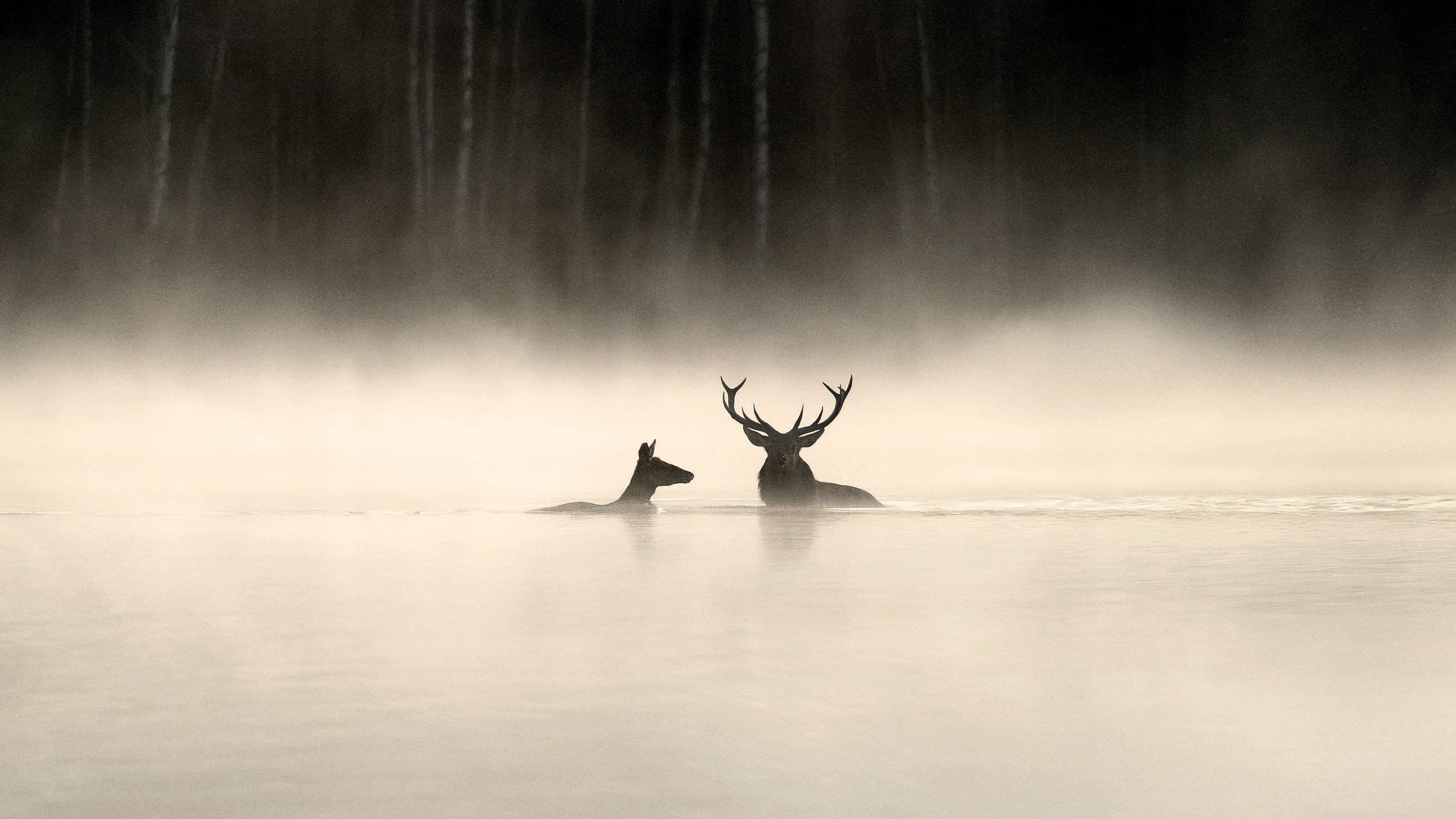 Backdrop of Whispers in the Woods