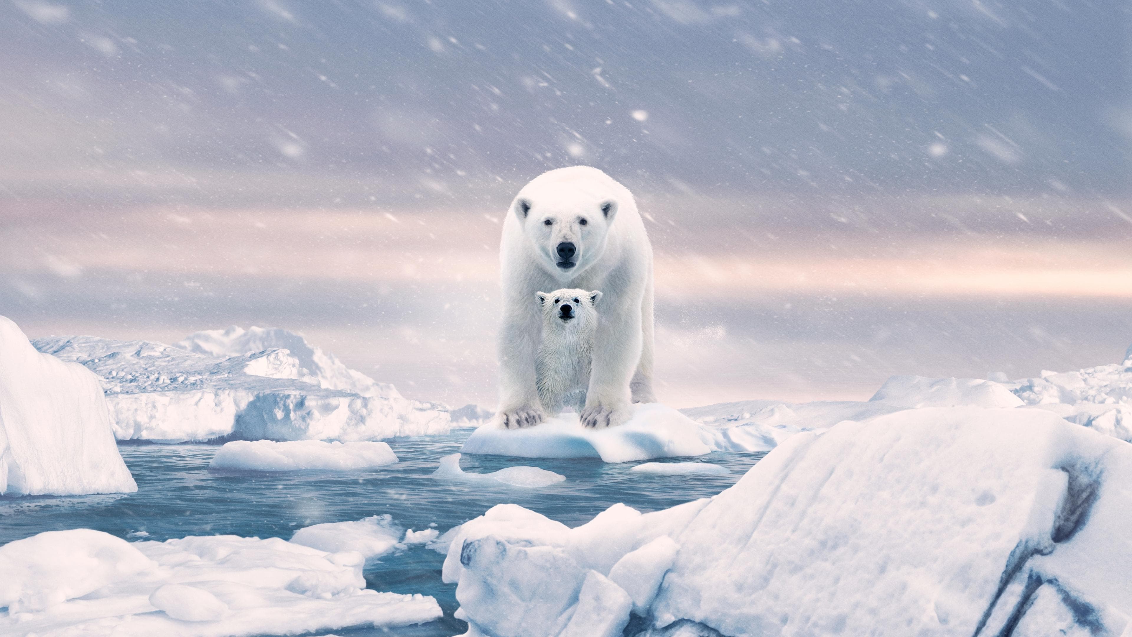 Backdrop of Polar Bear