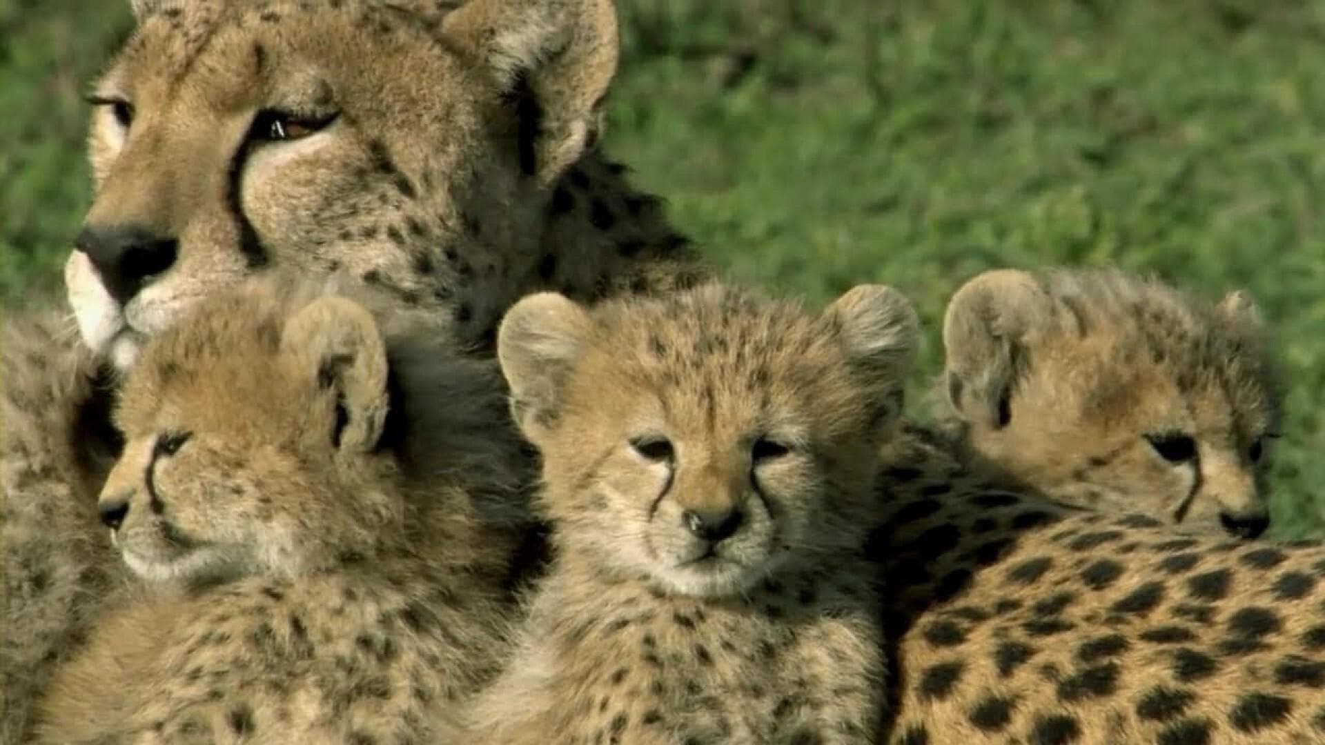 Backdrop of One Life