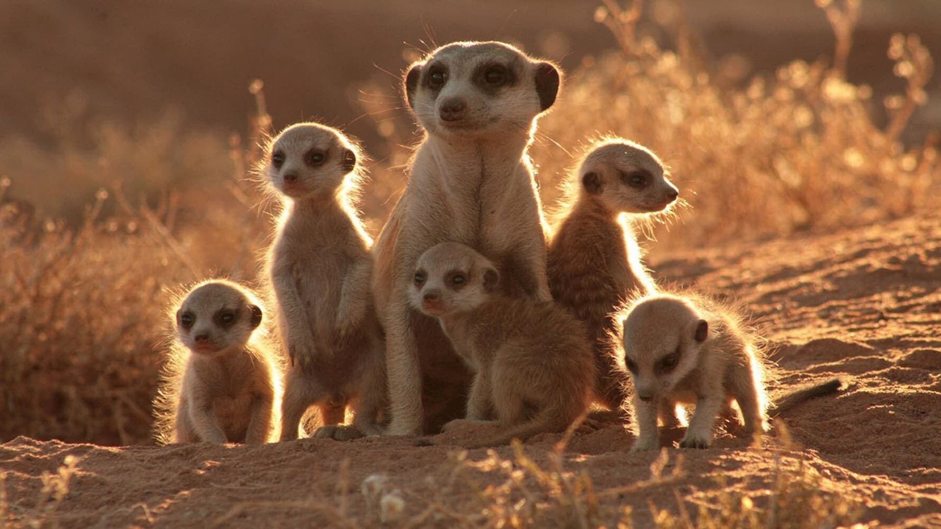 Backdrop of The Meerkats