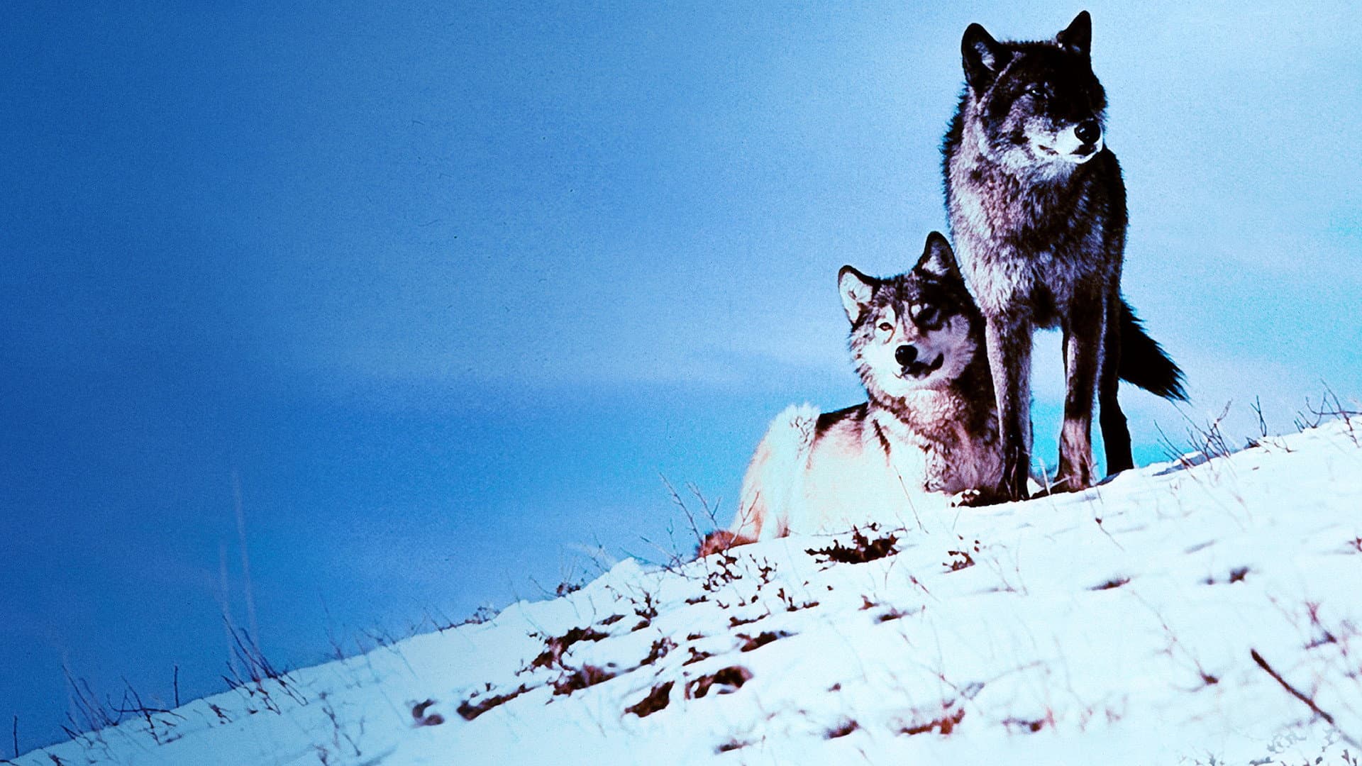 Backdrop of White Wilderness