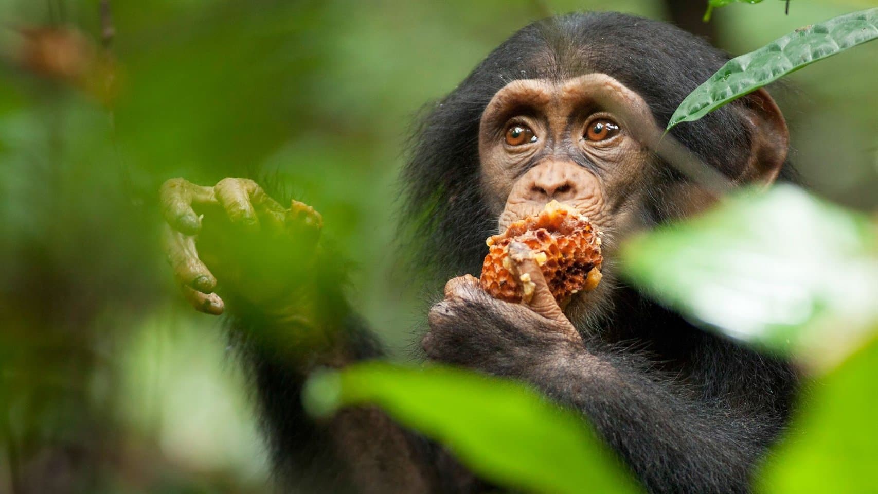 Backdrop of Chimpanzee