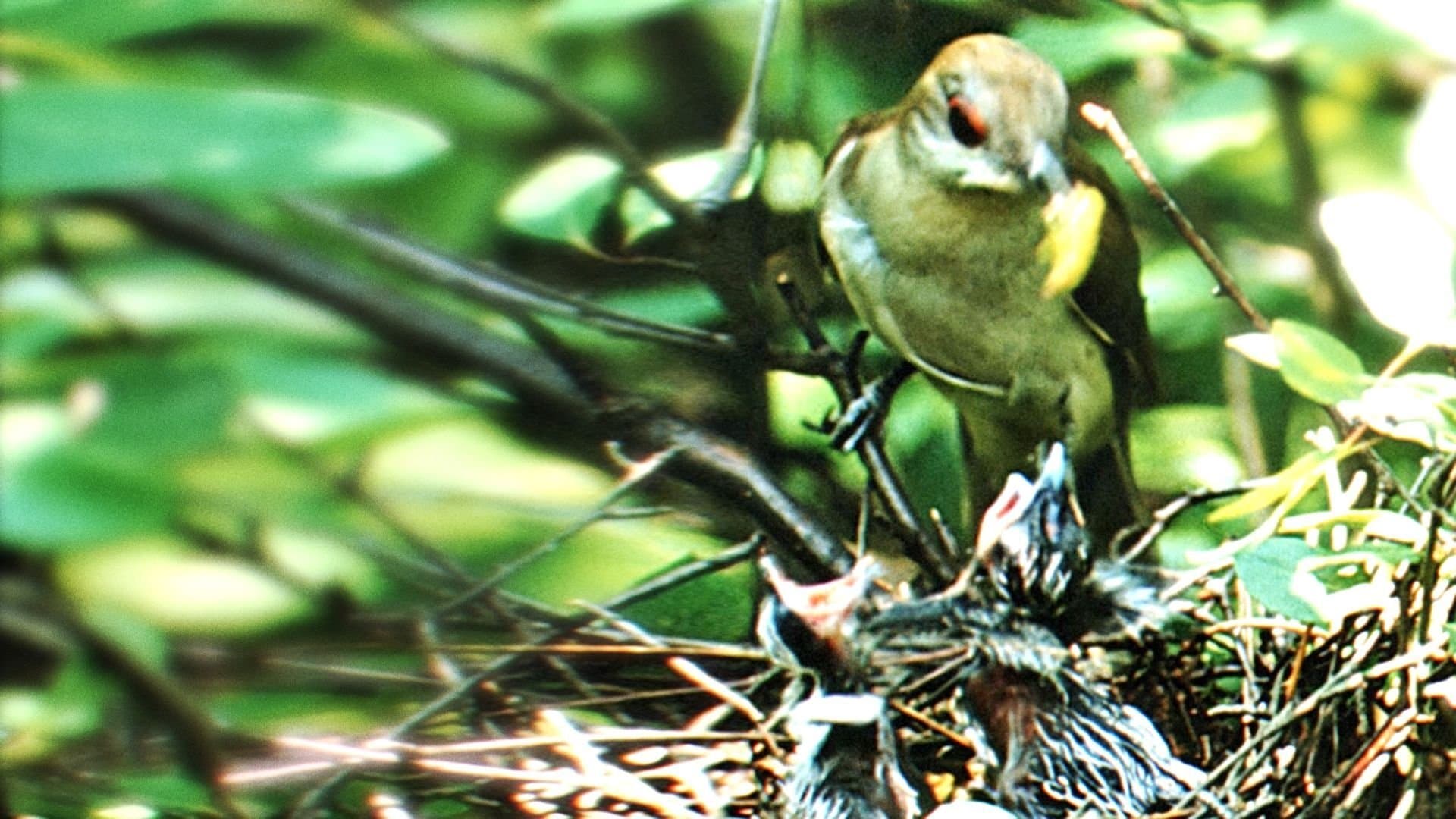 Backdrop of Nature's Half Acre