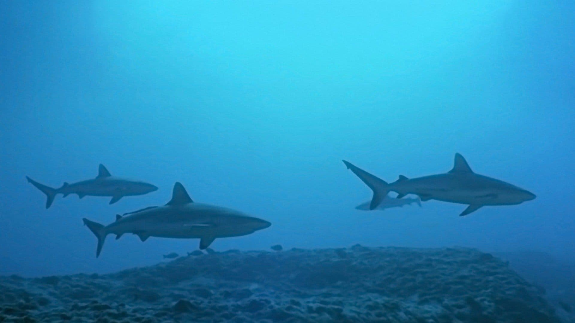 Backdrop of Atlantis