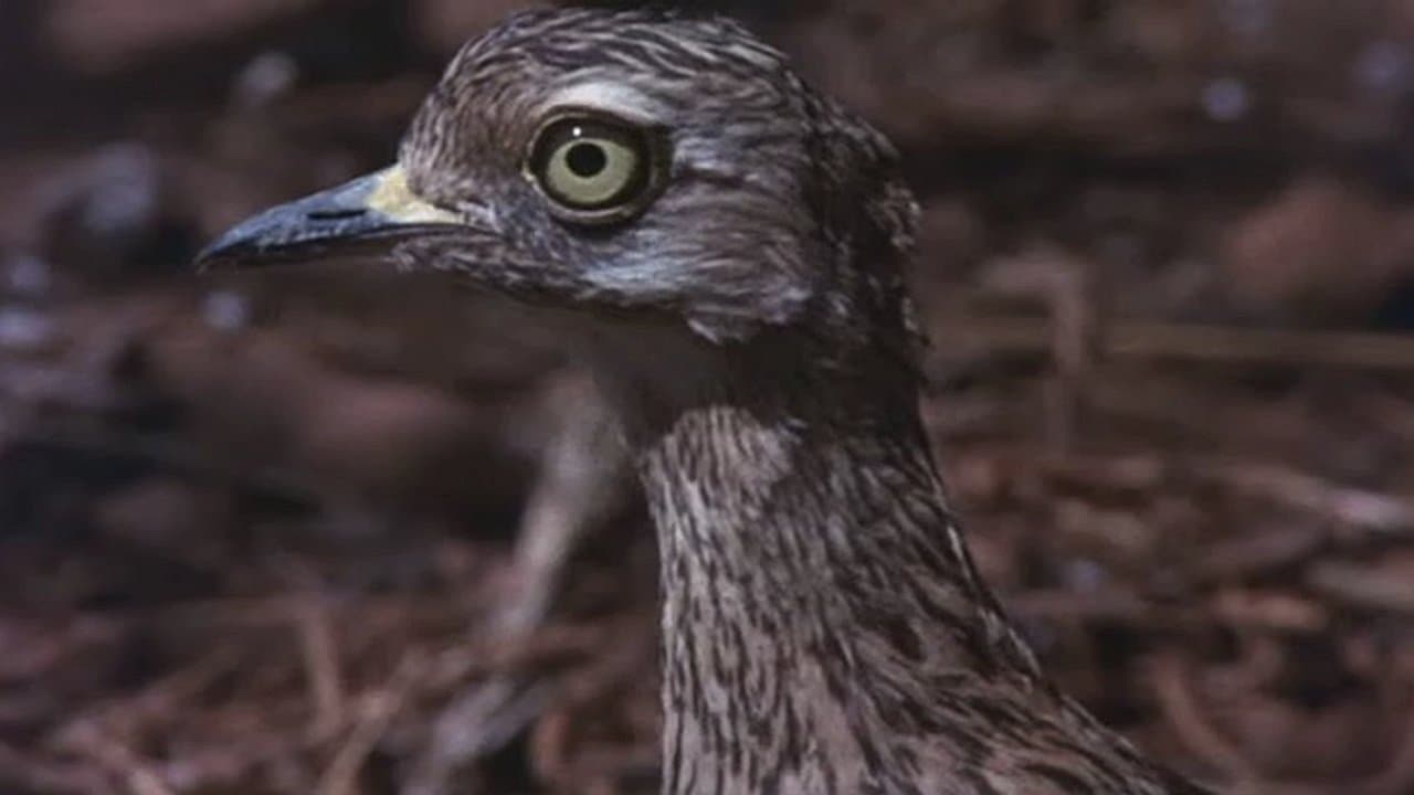 Backdrop of Animals Are Beautiful People