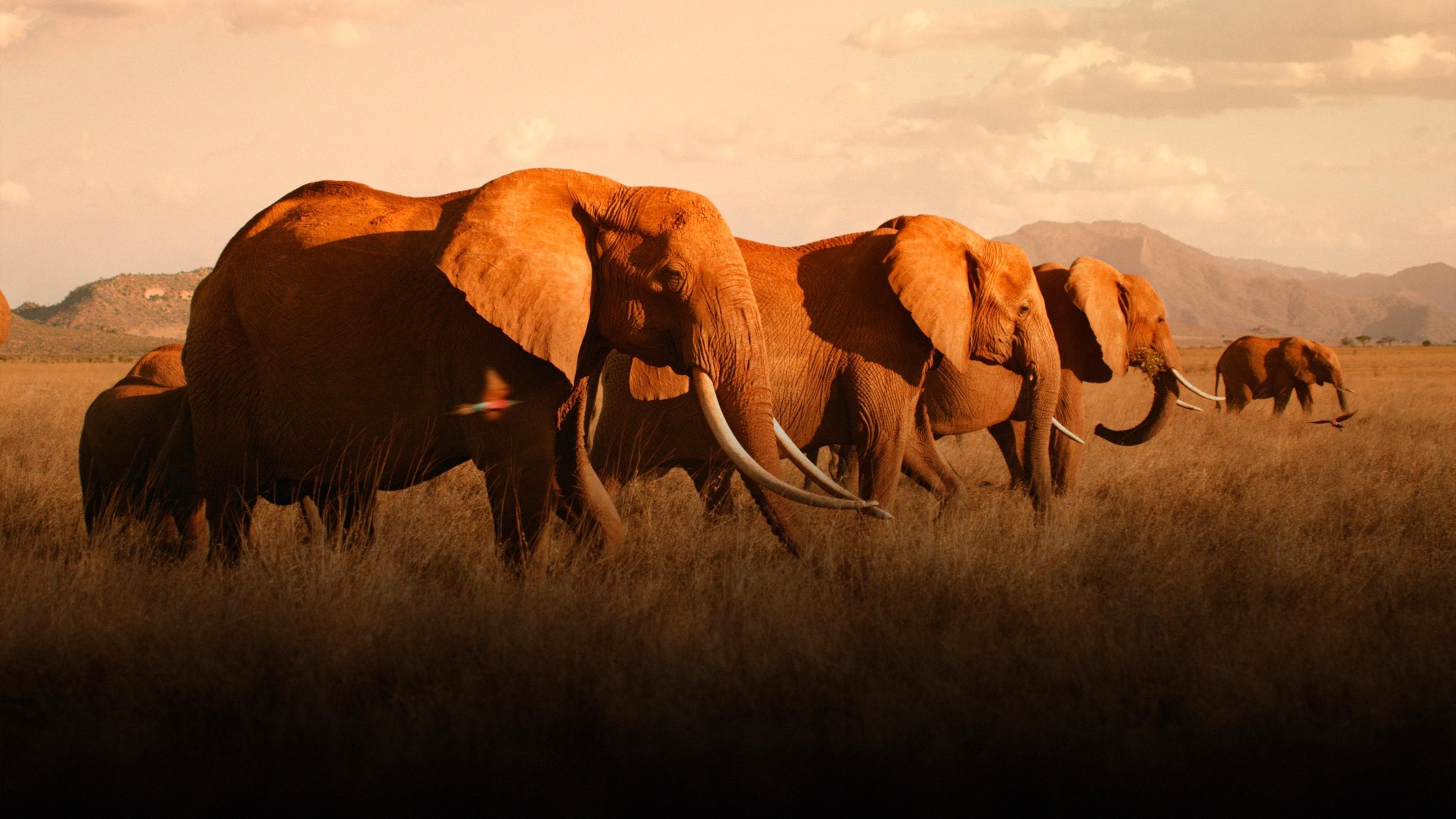 Backdrop of The Elephant Queen