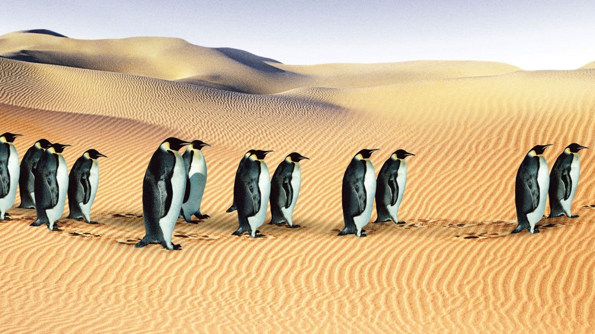 Backdrop of An Inconvenient Collection