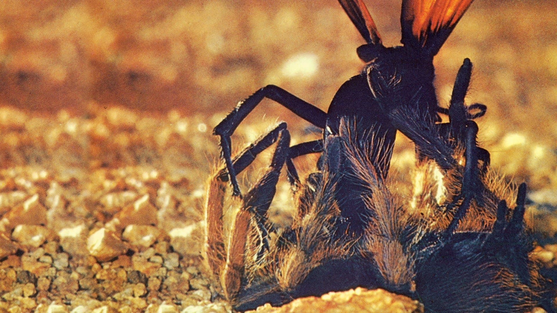 Backdrop of The Living Desert