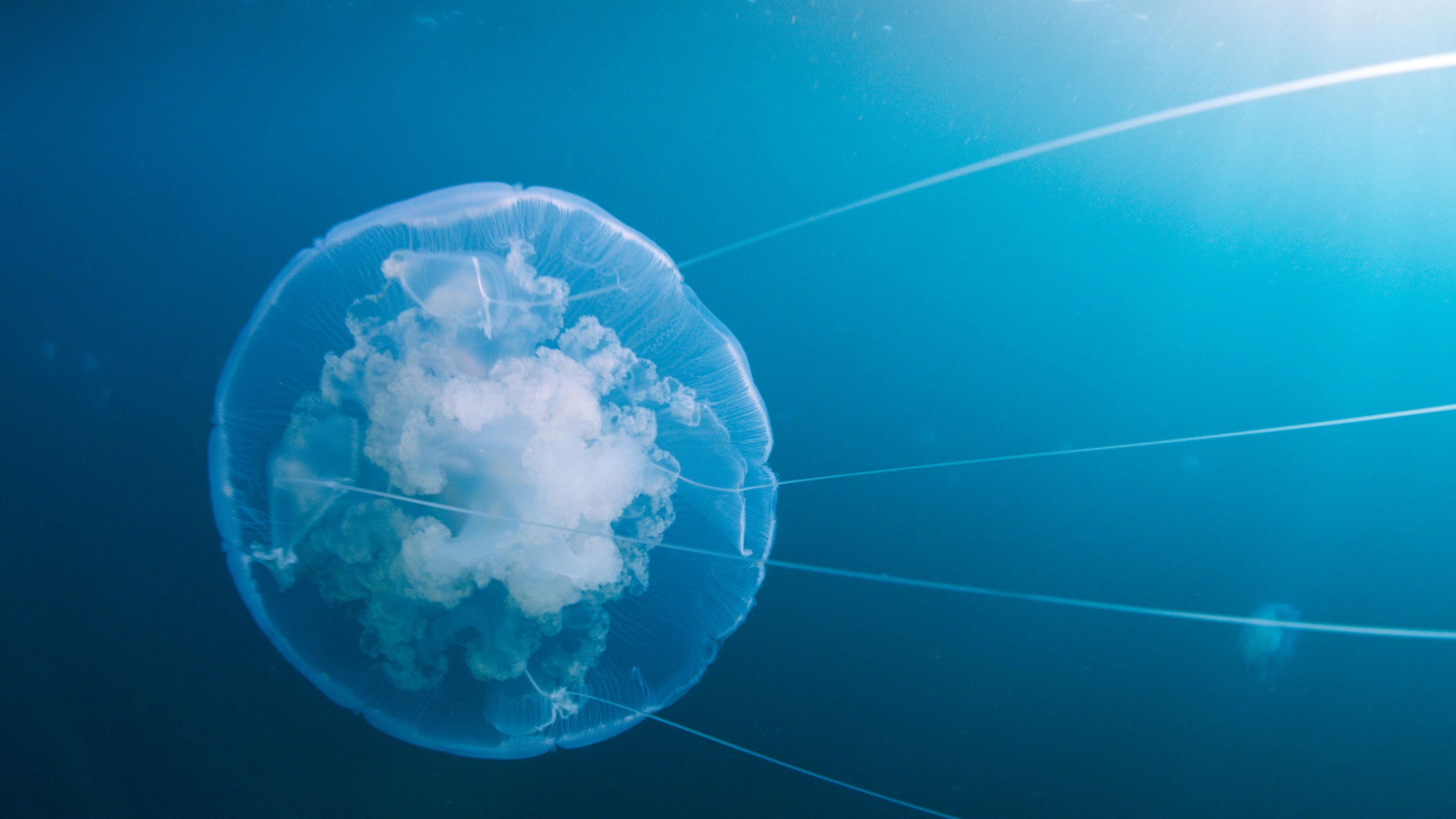 Backdrop of Voyage of Time: Life's Journey