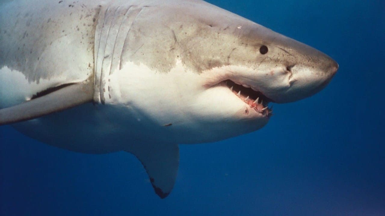 Backdrop of Sharkwater Collection