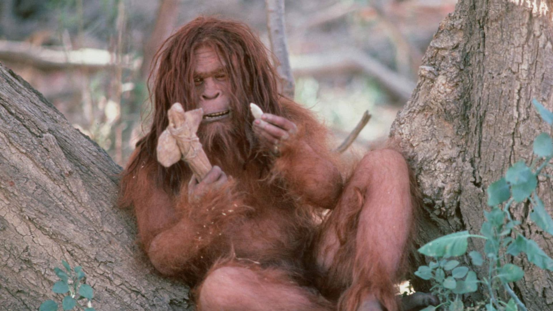 Backdrop of Missing Link