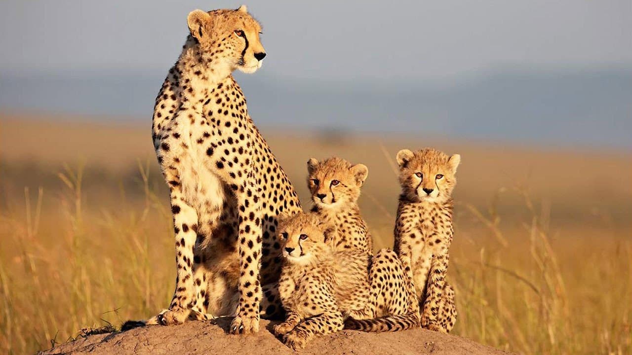 Backdrop of African Cats