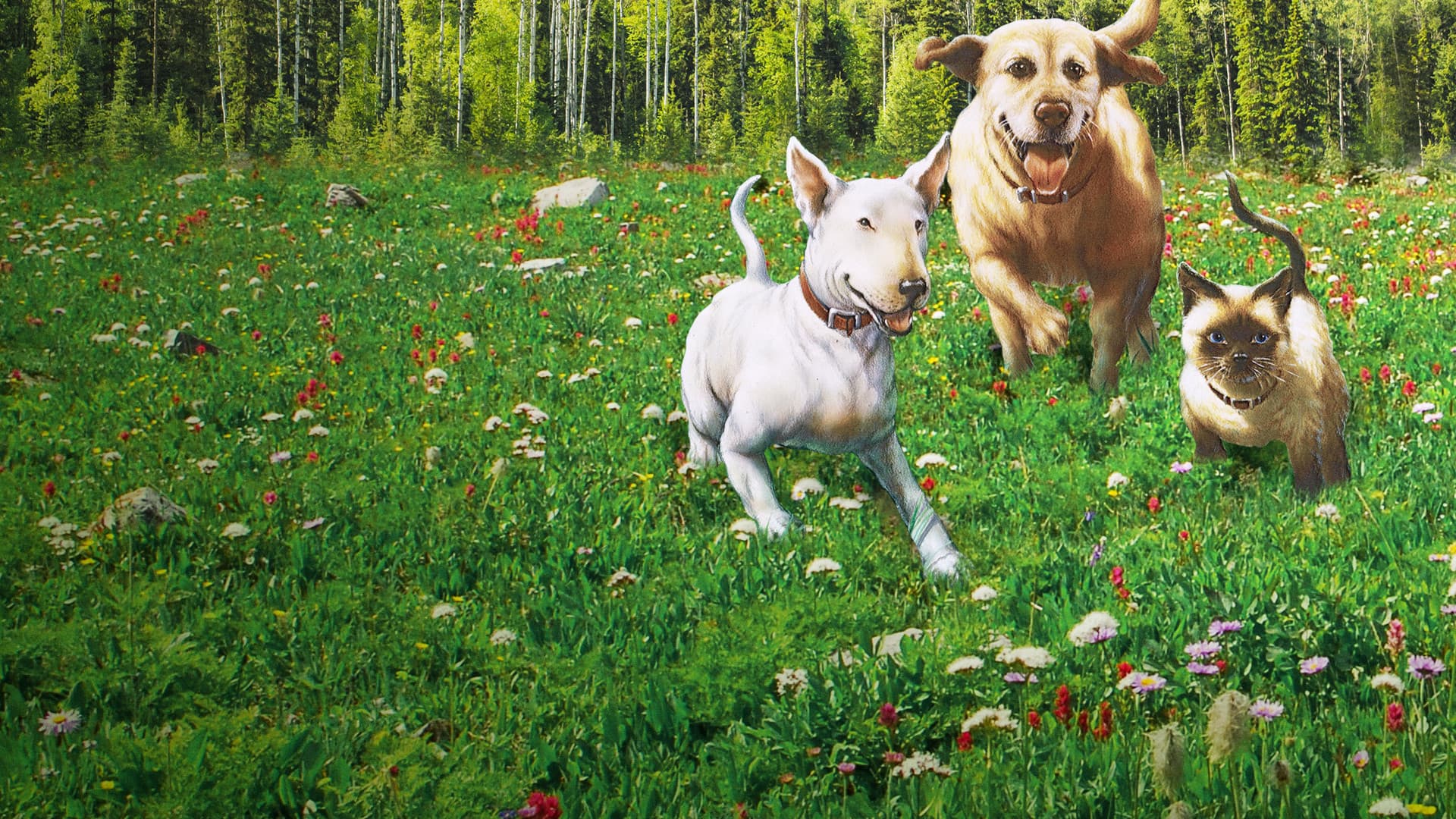 Backdrop of The Incredible Journey