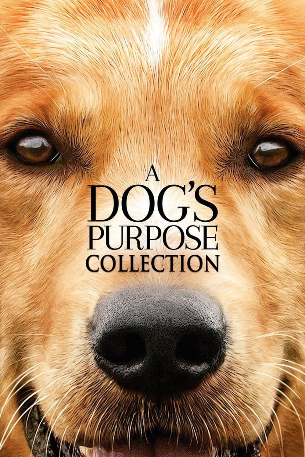 Poster of A Dog's Purpose Collection