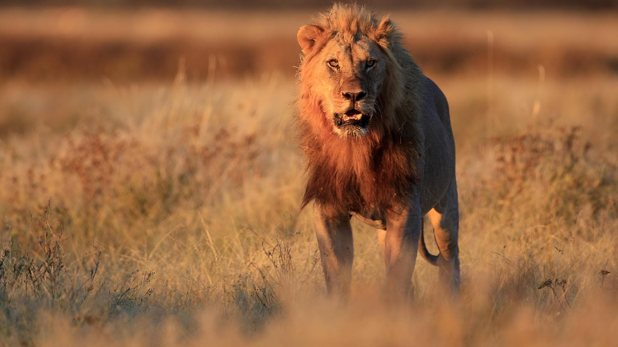 Backdrop of Prey