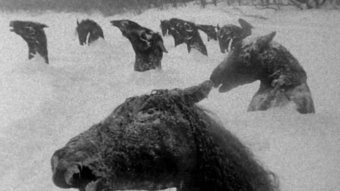 Backdrop of My Winnipeg