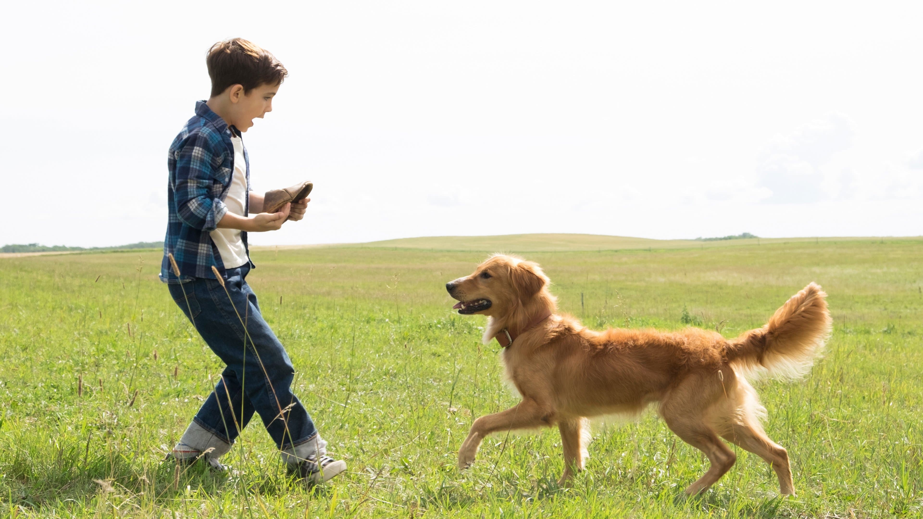 Backdrop of A Dog's Purpose