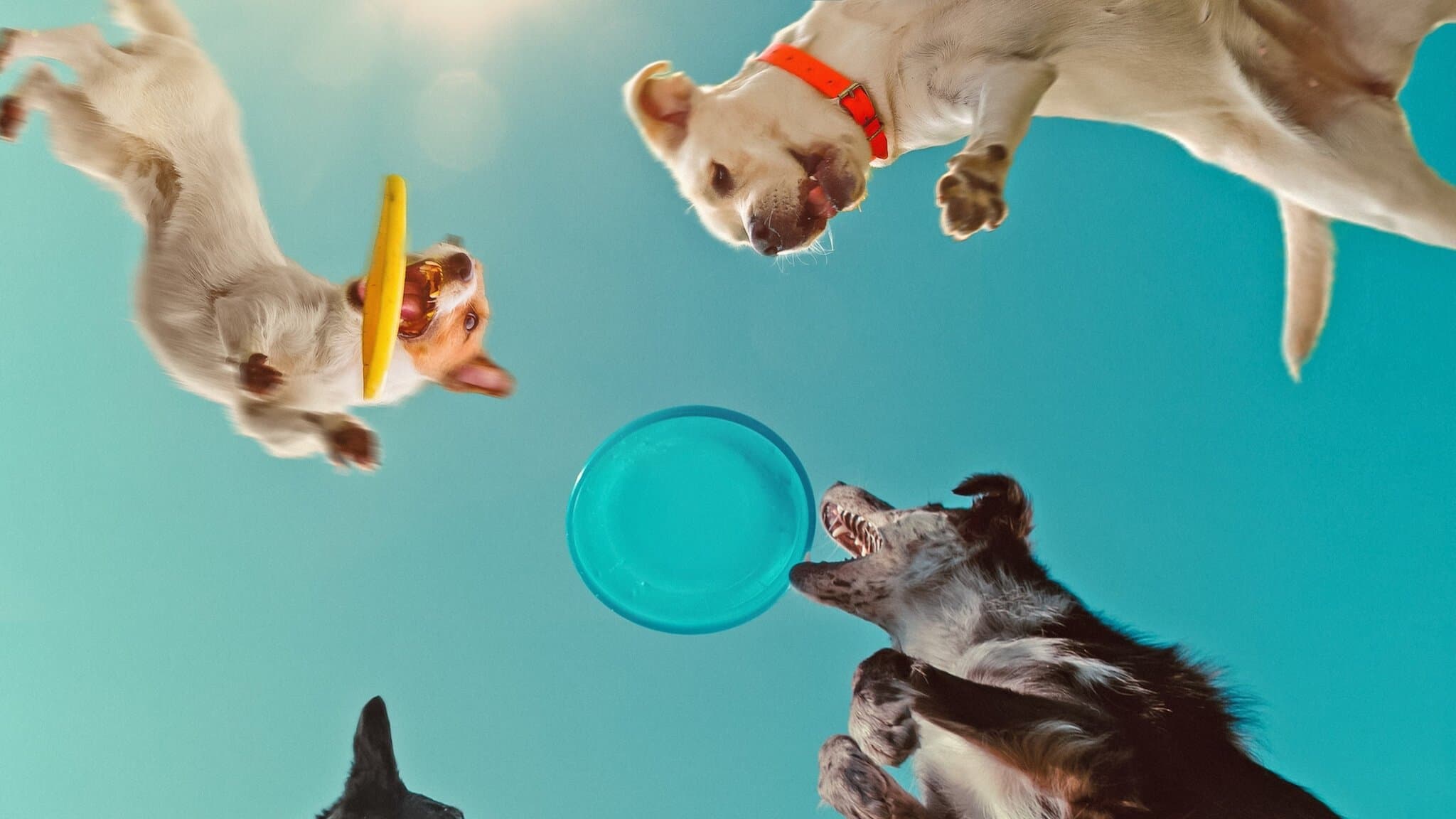 Backdrop of Inside the Mind of a Dog