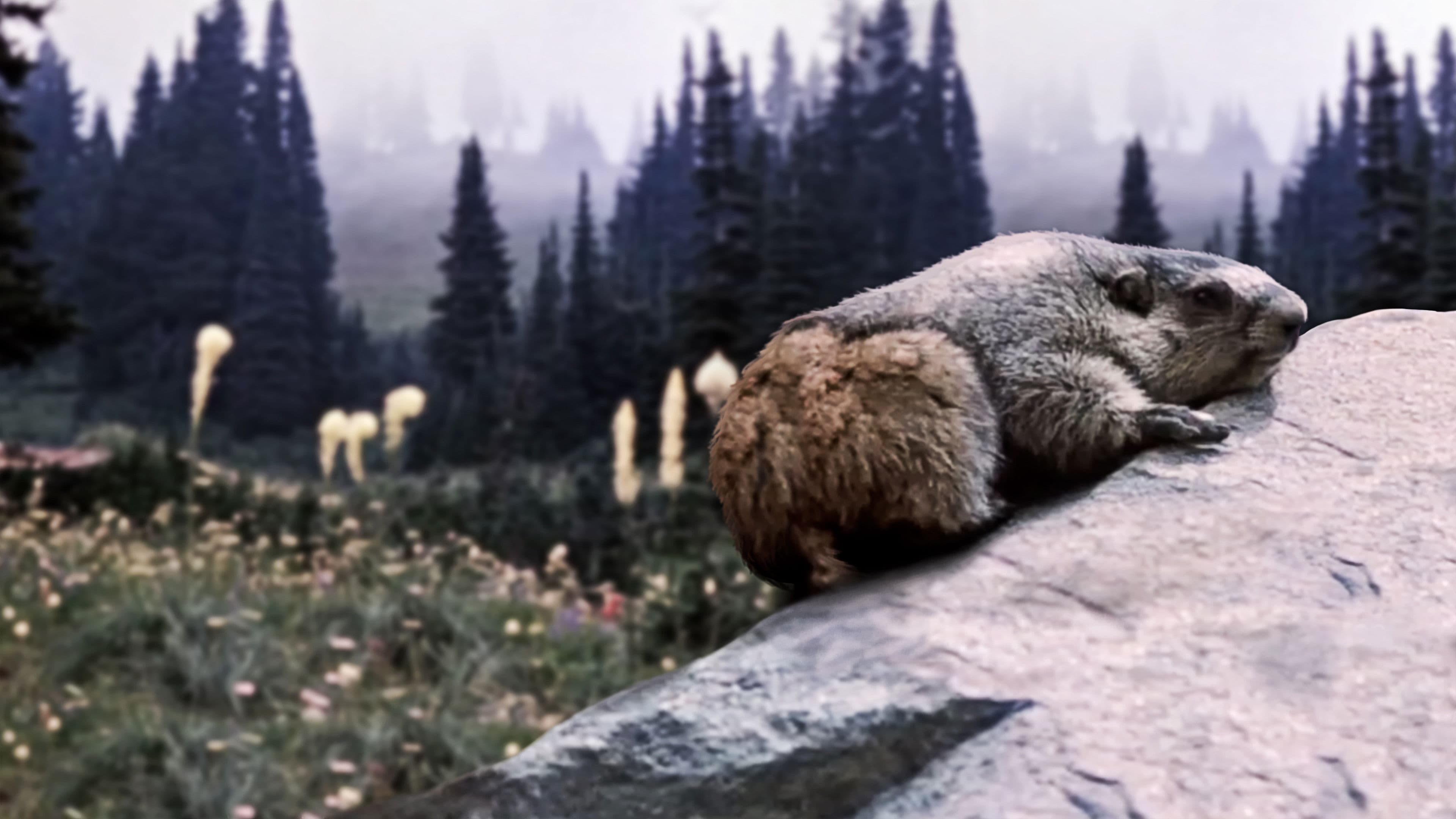 Backdrop of Beaver Valley