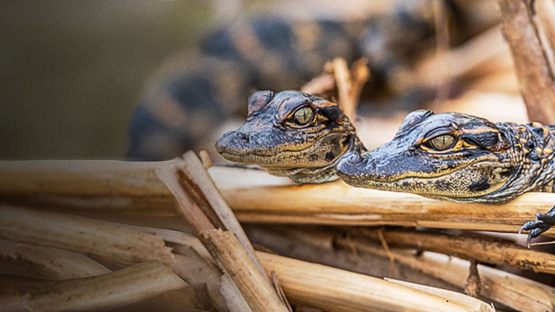 Backdrop of Prowlers of the Everglades