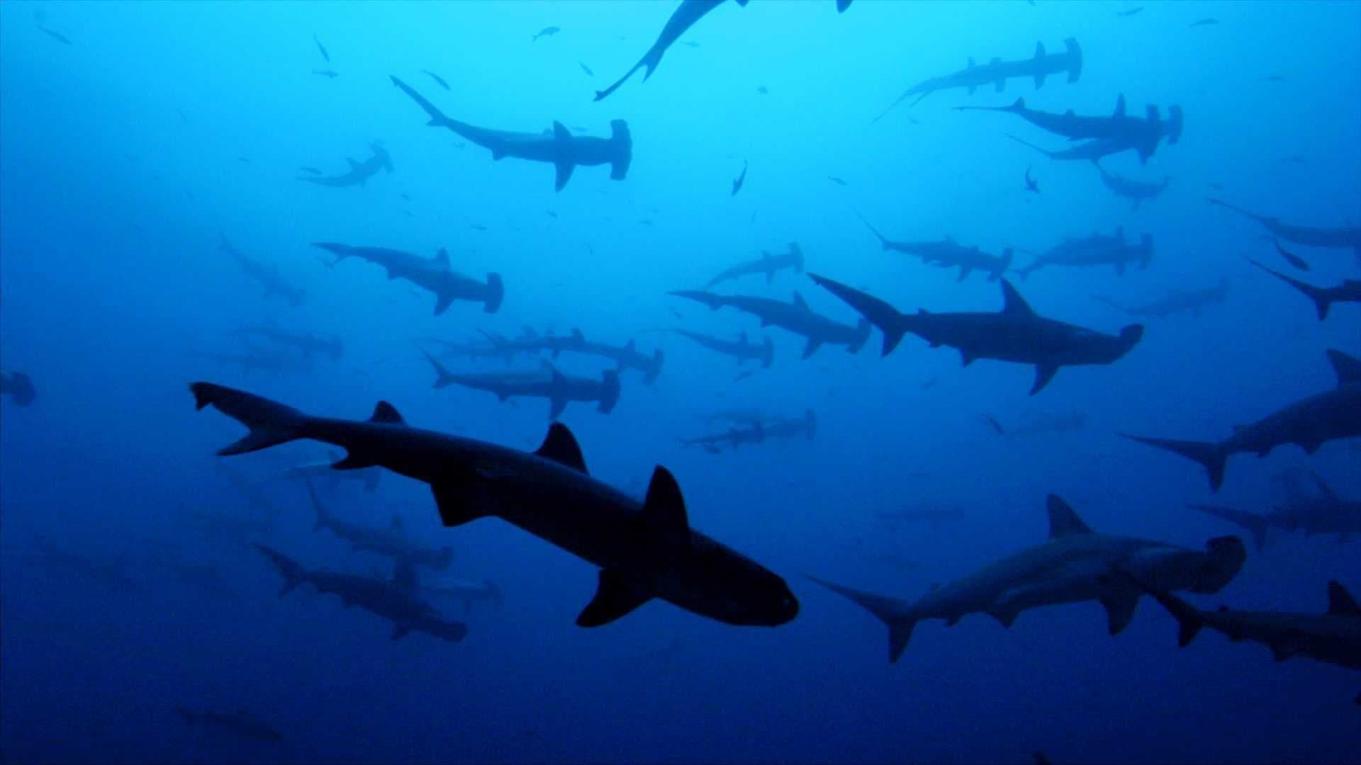 Backdrop of Sharkwater