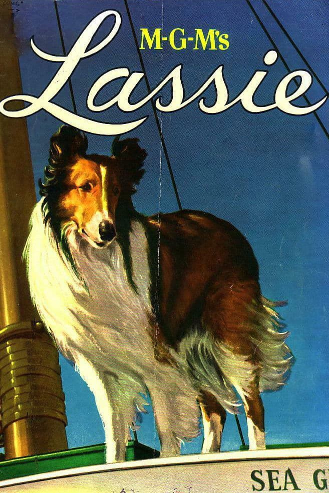Poster of MGM's Lassie Collection