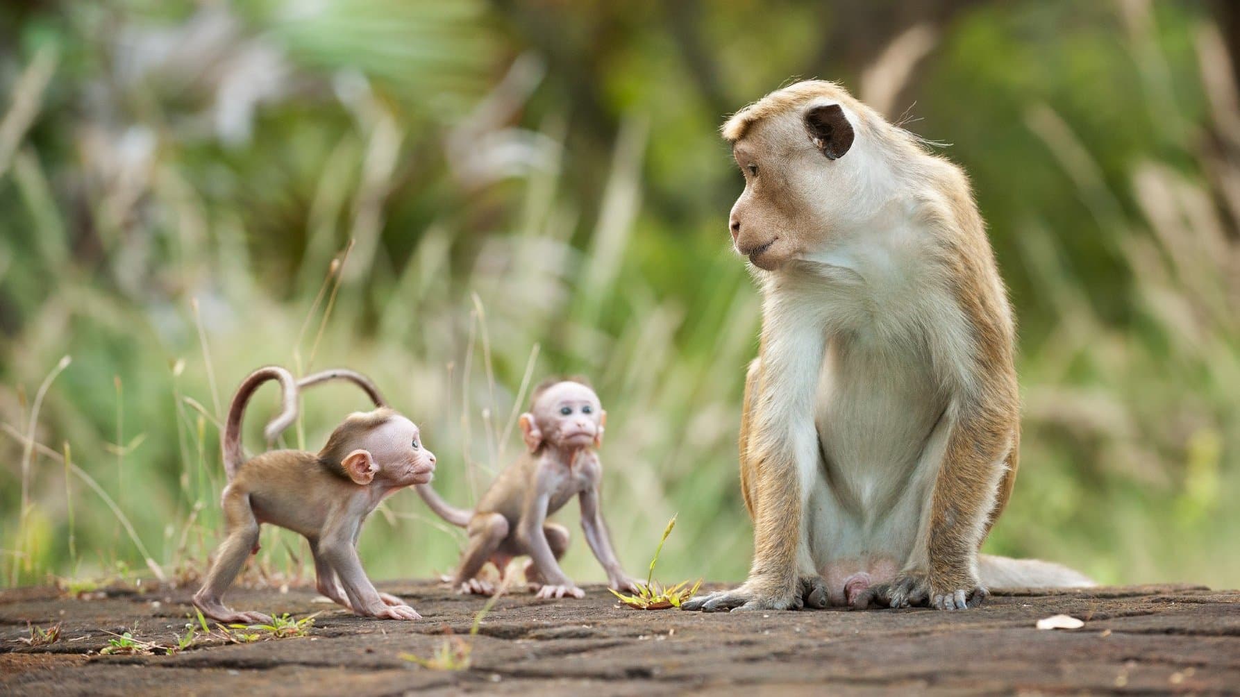 Backdrop of Monkey Kingdom