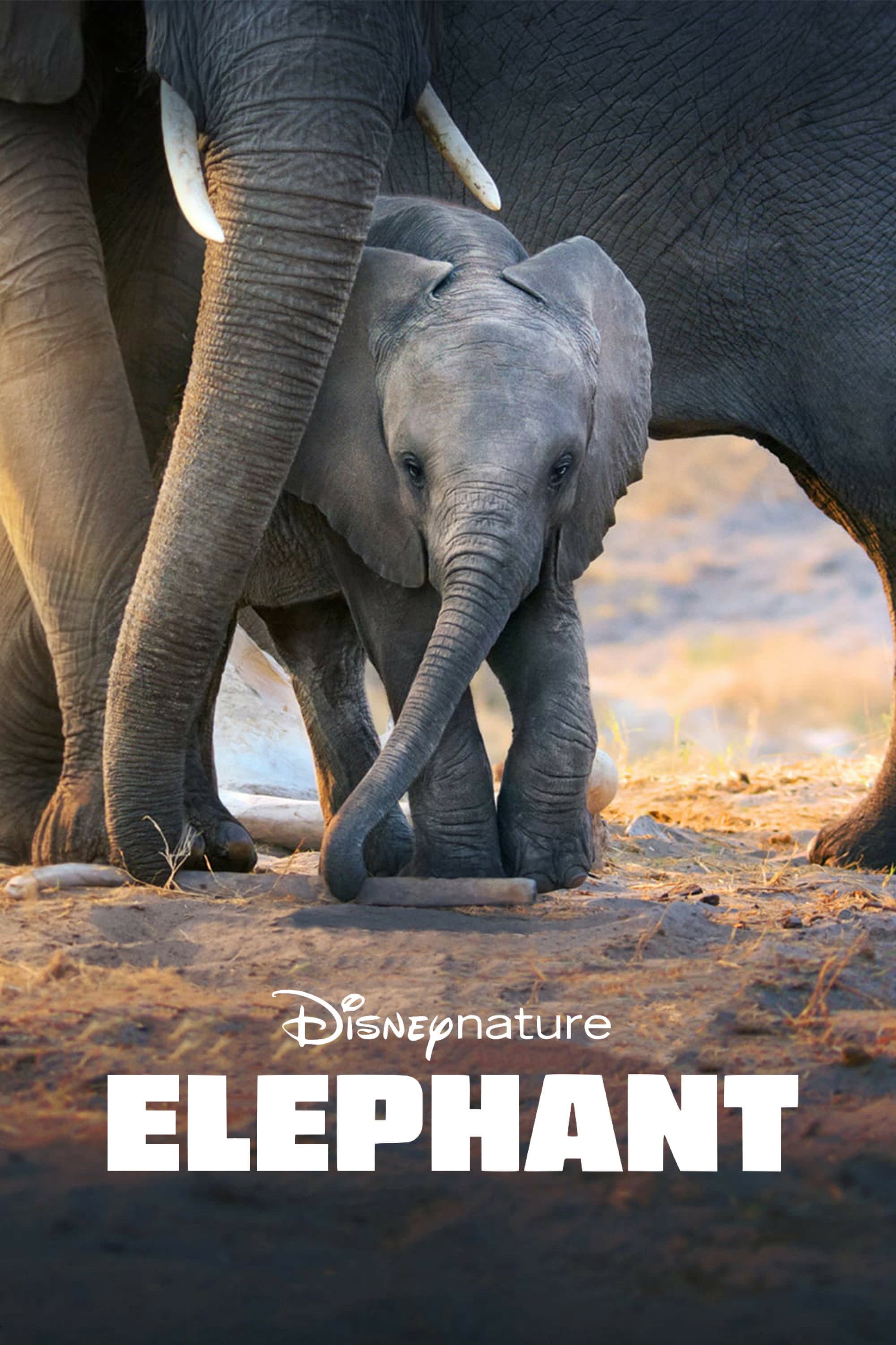 Poster of Elephant